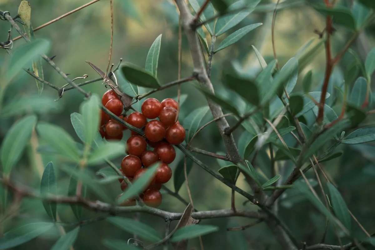 Catuaba bark, the Brazilian vitality botanical in the RagnarOak formula