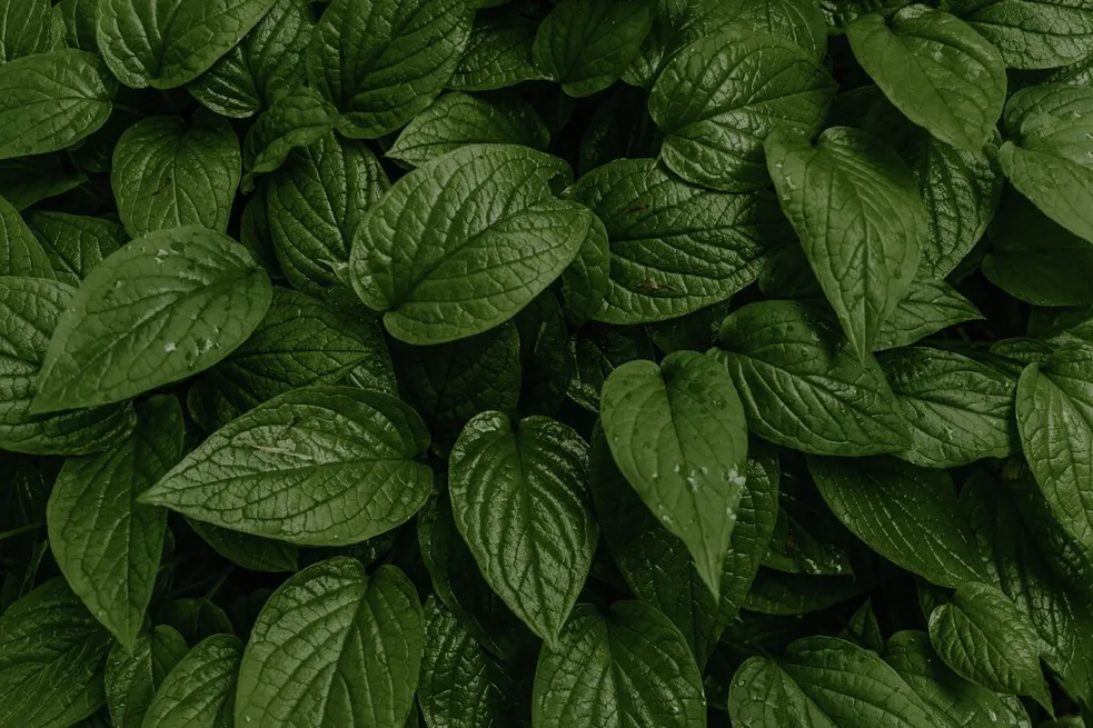 Horny goat weed leaves, the icariin-bearing botanical in the RagnarOak blend