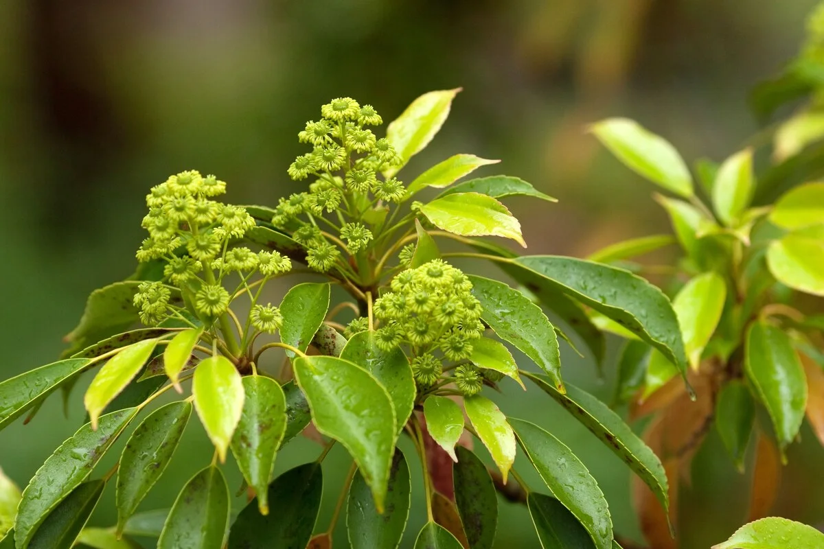 Muira puama root and bark, the Amazonian potency botanical in RagnarOak