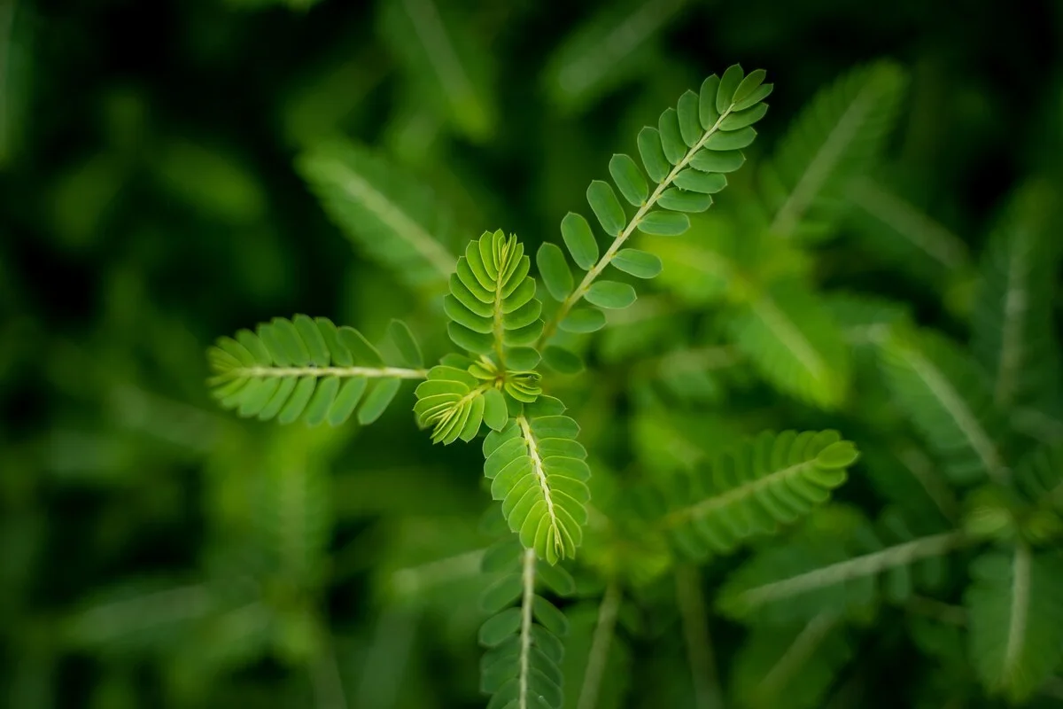 Tribulus terrestris, the classic male hormone-support botanical in RagnarOak